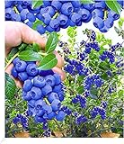 BALDUR Garten Trauben Heidelbeere 'Reka® Blue', 1 Pflanze, Blaubeeren...