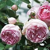 Kletterrose „Jasmina' (Premium) - violett-rosa blühende Topfrose im 6 L...