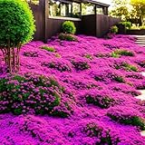 10000+ Stück Thymian, Bodendecker Winterhart Mehrjährig, Roter...