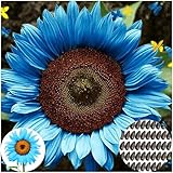 50 Stück Blaue Sonnenblumen Samen - Helianthus annuus - Seltene blaue...