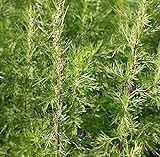Baumschule Eberraute Citrina - Artemisia abrotanum
