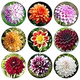 Dahlien Knollen Winterhart Blumenzwiebeln Mix Blumensamen Dahlia Zwiebel...