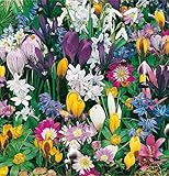 mgc24 Blumenzwiebelmischung zur Verwilderung - 75 Blumenzwiebeln