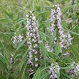 Herzgespann - Leonurus cardiaca - Zier- / Arzneipflanze - Bienenweide - 300...