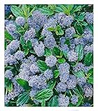 BALDUR Garten immergrüne Säckelblume Blauer Ceanothus 'Blue Mound', 1...