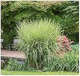 3 x Miscanthus sinensis 'Zebrinus' 1 Liter...