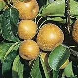 Nashi-Birne 'Kosui' – Winterharter Birnenbaum 80-120 cm | Saftige, Süße...