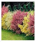 BALDUR Garten Ginster-Hecke Tricolor, 3 Pflanzen Cytisus praecox winterhart...