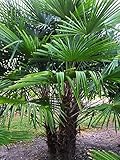 Frostgewöhnte Trachycarpus princeps'Marmor Hanfpalme' bis 180cm aus...