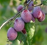 Königin Viktoria kleinbleibend Pflaume Pflaumenbaum Obstbaum Busch...