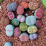 100 Stück gemischte Lithops-Samen, lebende Steine,...