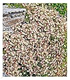 BALDUR Garten Spanisches Gänseblümchen, 3 Pflanzen Erigeron Staude...