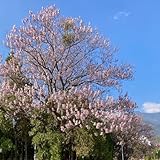 100 pcs Paulownia Baum Pflanze Samen, blüten, kräuterbeet Kiribaum...