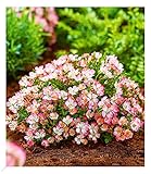 BALDUR Garten Alpin-Rose Cutie Pie®, 1 Pflanze, winterhart, wintergrün,...