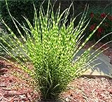 10 x Miscanthus sinensis 'Zebrinus' 1 Liter...