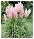 BALDUR Garten Rosa Pampasgras, 3 Pflanzen, Cortaderia Ziergras, winterharte...