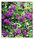 BALDUR Garten Rambler-Rosen 'Bleu Magenta', 1 Pflanze, Kletterrose...