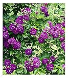 BALDUR Garten Rambler-Rosen 'Bleu Magenta', 1 Pflanze, Kletterrose...