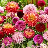 Dahlien Knollen Super Kollektion - 10 Riesen Dahlien Blumenzwiebeln -...