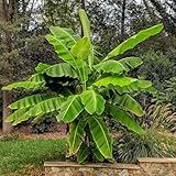 GreenboutiQ - Obstpflanze - Japanische Bananenpflanze Winterhart - Musa...