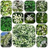 sternjasmin winterhart - samen exotische zimmerpflanzen winterharte...