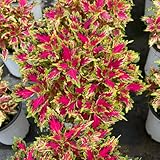 buntnesselsamen winterhart, seltene balkon kübelpflanzen für draußen...