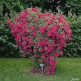 Kletterrose Super Excelsa in Pink bis Rot - Kletter-Rose winterhart -...