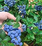 BALDUR Garten Trauben Heidelbeere 'Reka® Blue', 1 Pflanze, Blaubeeren...