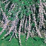 Hänge-Schmetterlingsflieder - Sommerflieder (Buddleja) Pflanze in hellem...