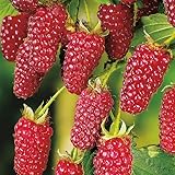 Tayberry Beerenstrauch Rubus ‘Buckingham Tayberry’ – dornlose...