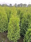 5 Thuja Brabant 120-150cm XXl ohne Topf gemessen frisch vom Feld...