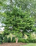 Sieben Söhne des Himmels Strauch, Heptacodium miconioides, 60-80cm, 3L...
